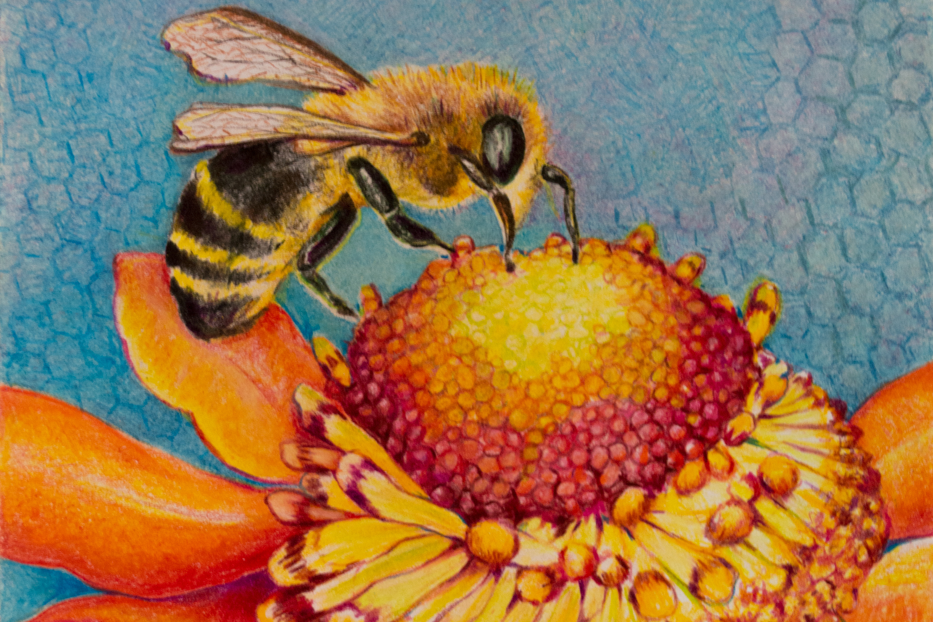 colored pencil drawing of a honey bee gathering nectar