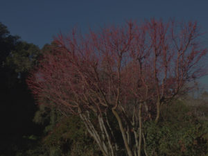 photo of bare tree