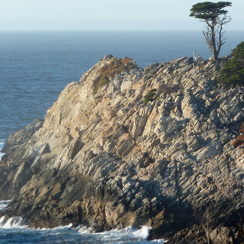 Cypress tree at Point Lobos State Natural Reserve